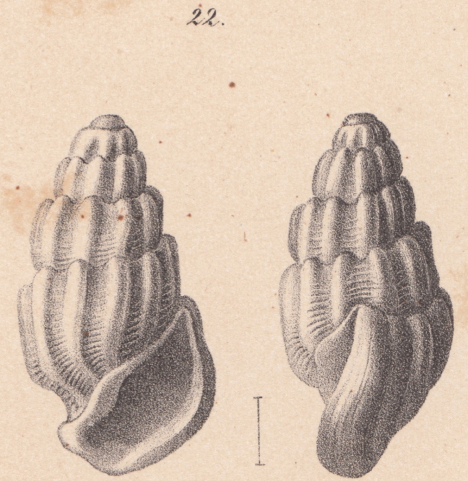 Rissoina basteroti Schwartz von Mohrenstern, 1860 Rissoina basteroti Schwartz von Mohrenstern, 1860