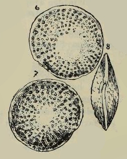Amphistegina foveolata Egger, 1893