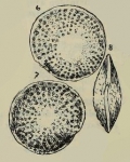 Chromista - Foraminifera (foraminifers)