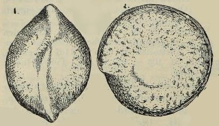 Amphistegina maculata Egger, 1893