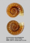 Ammonicera columbretensis