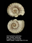 Ammonicera nodulosa