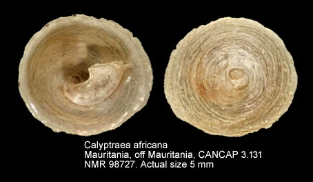 Calyptraea africana