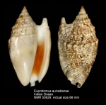 Euprotomus aurisdianae