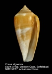 Conus algoensis
