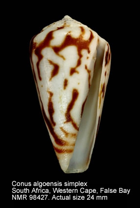 Conus algoensis simplex