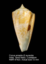 Conus amadis var. aurantia