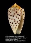 Conus arenatus var. granulosa