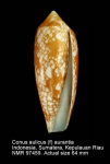 Conus aulicus var. aurantia
