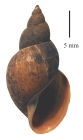 Ladislavella elodes shell