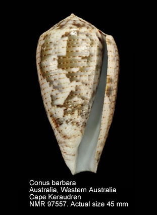 Conus barbara