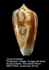 Conus broderipii