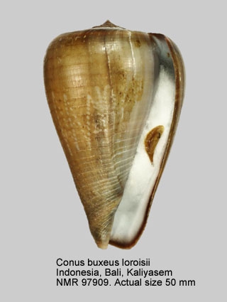 Conus buxeus loroisii