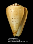 Conus betulinus