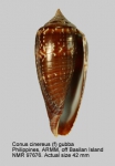 Conus cinereus