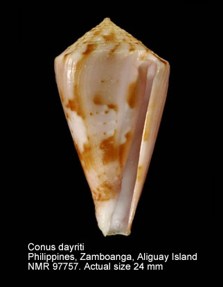 Conus dayriti