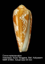 Conus episcopatus