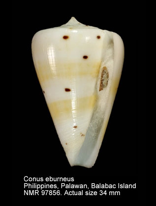 Conus eburneus