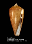 Conus furvus