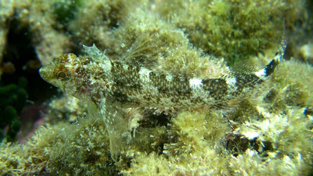 Tripterygion tripteronotus Tripterygion tripteronotus