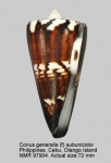 Conus generalis var. subunicolor