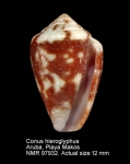 Conus hieroglyphus