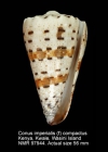 Conus imperialis compactus