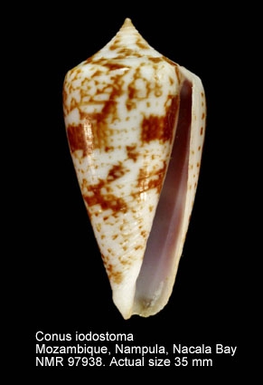 Conus iodostoma