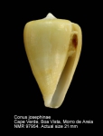 Conus josephinae