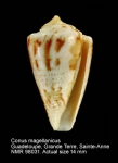 Conus magellanicus