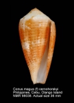 Conus magus