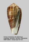 Conus monachus