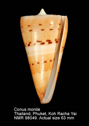 Conus monile