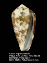 Conus nigropunctatus