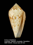 Conus nodulosus