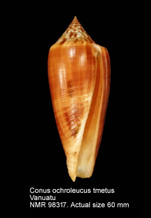 Conus ochroleucus tmetus