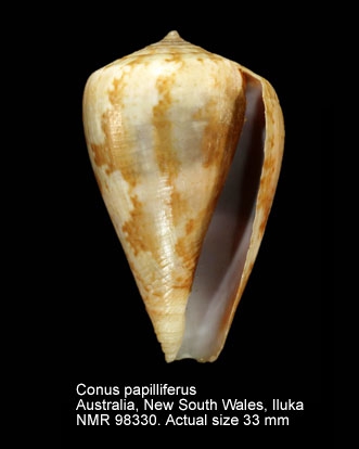 Conus papilliferus