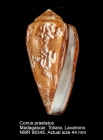 Conus praelatus