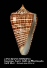 Conus spurius lorenzianus