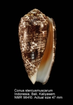 Conus stercusmuscarum