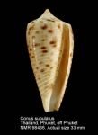 Conus subulatus