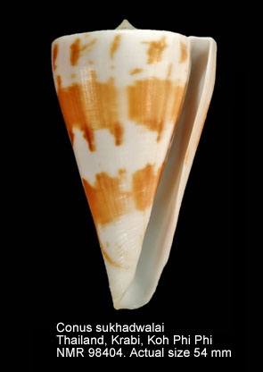 Conus sukhadwalai