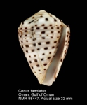 Conus taeniatus