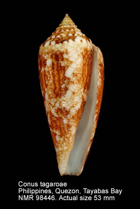 Conus tagaroae