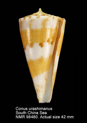 Conus urashimanus