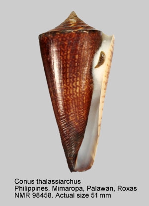 Conus thalassiarchus