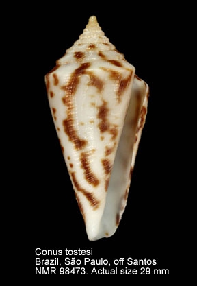 Conus tostesi
