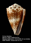Conus tiaratus