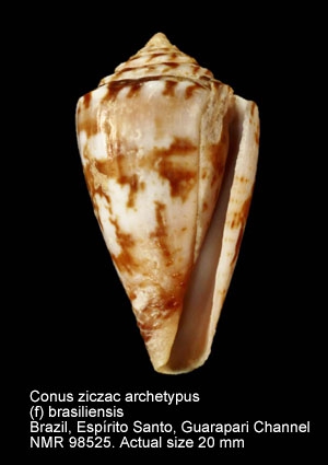 Conus ziczac archetypus