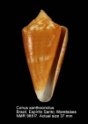 Conus xanthocinctus
